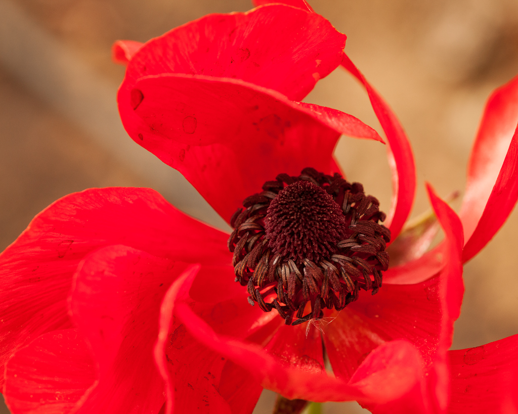 Summer Flowers Southwest Desert Gardeningsouthwest Desert Gardening