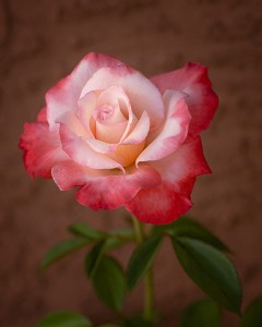 rose Gemini