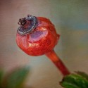 To See Beauty - Rose Hip