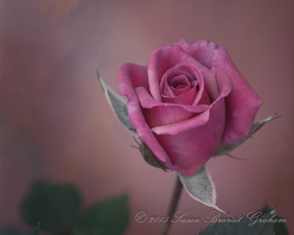 first bloom of roses