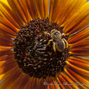 Sunflower and Bee