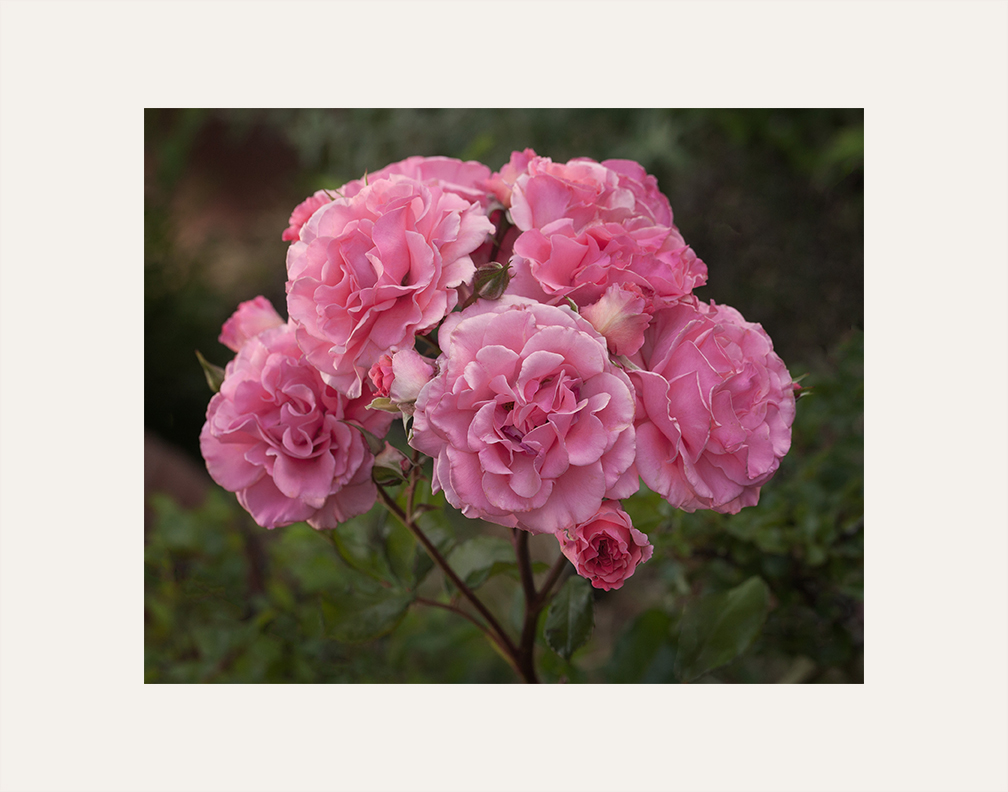 ARS photo competitions